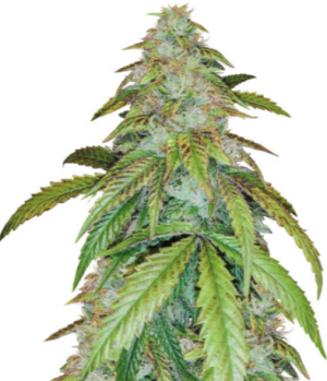 1723292047630.png 1723292047630.png