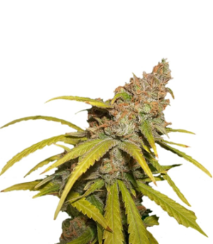 1723740818757.png 1723740818757.png