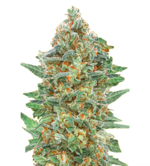 1723977684421.png 1723977684421.png