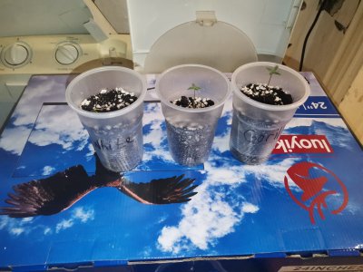 2024-08-2122.10.02964728480929119716.jpg 2024-08-2122.10.02964728480929119716.jpg