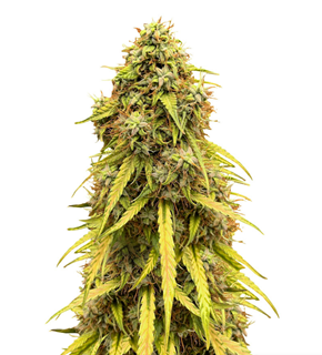 1724253469470.png 1724253469470.png