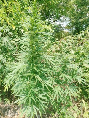 IMG_20240823_135955_171.jpg IMG_20240823_135955_171.jpg