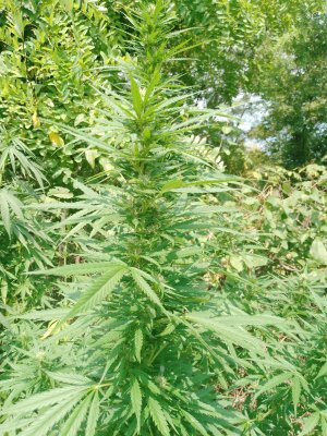 IMG_20240823_140002_140.jpg IMG_20240823_140002_140.jpg