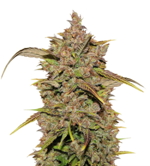 1724938763417.png 1724938763417.png