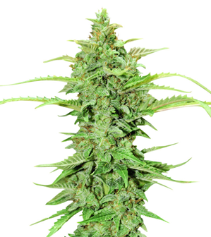 1724938768142.png 1724938768142.png