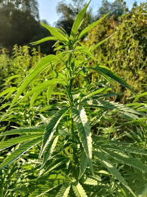 IMG_20240901_182508.jpg IMG_20240901_182508.jpg