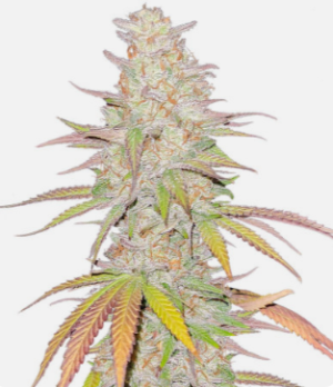 1725281068622.png 1725281068622.png