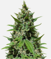 1725482134783.png 1725482134783.png