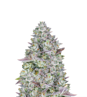 1725533783921.png 1725533783921.png