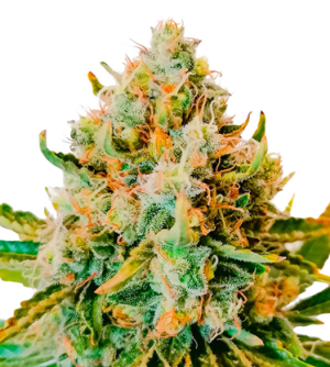 1725533788641.png 1725533788641.png