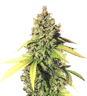 1725533795695.png 1725533795695.png