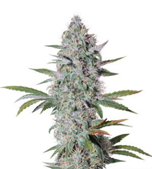 1725614684778.png 1725614684778.png