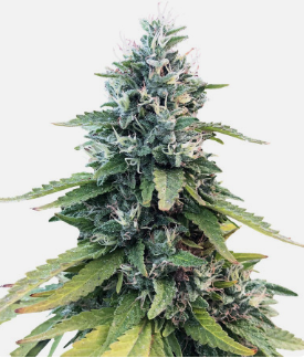 1725639458161.png 1725639458161.png