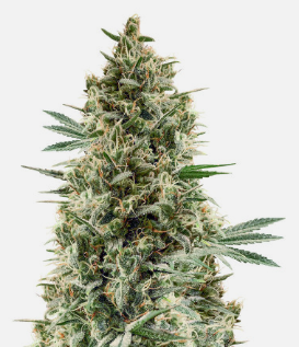 1725639482073.png 1725639482073.png