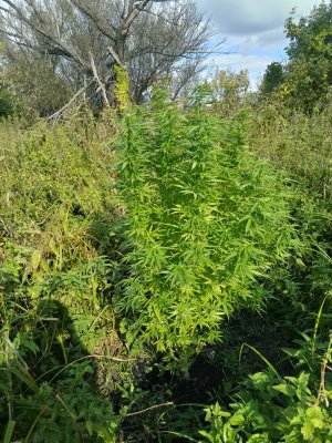 IMG_20240916_155638.jpg IMG_20240916_155638.jpg