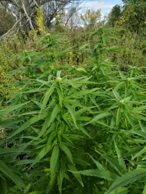 IMG_20240916_155646.jpg IMG_20240916_155646.jpg