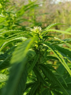 IMG_20240916_155745.jpg IMG_20240916_155745.jpg