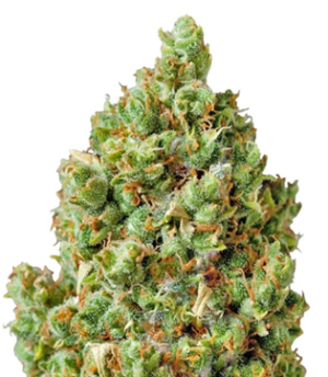 1726762505818.png 1726762505818.png