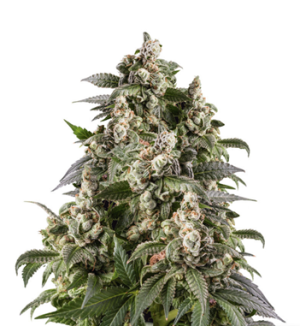 1726832566741.png 1726832566741.png