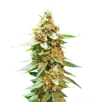 1727112813488.png 1727112813488.png