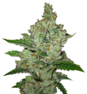 1727975078090.png 1727975078090.png