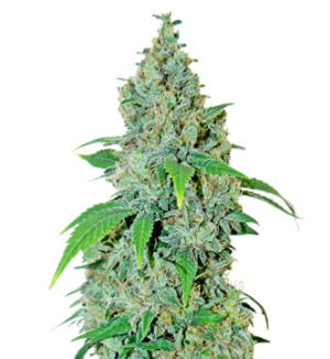 1728302851327.png 1728302851327.png