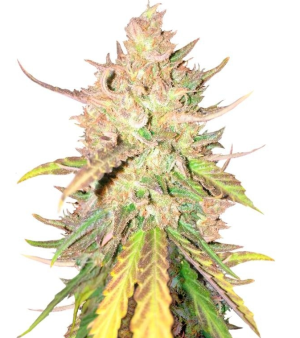 1728558025472.png 1728558025472.png