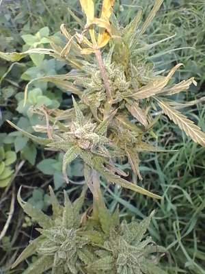 IMG_20241010_154252.jpg IMG_20241010_154252.jpg