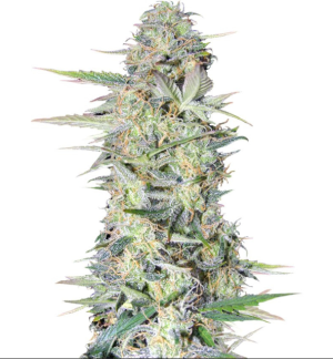 1728839852962.png 1728839852962.png