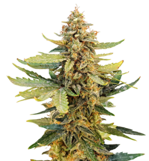 1728899614287.png 1728899614287.png