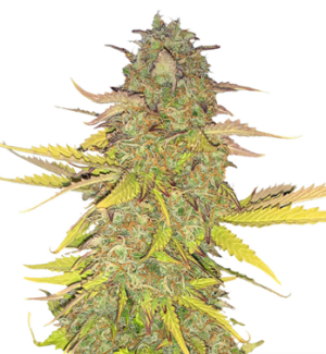 1728903301298.png 1728903301298.png