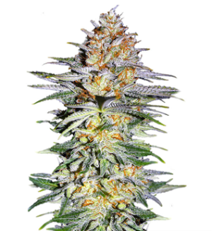 1728903305212.png 1728903305212.png