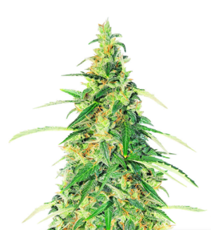 1728903321481.png 1728903321481.png