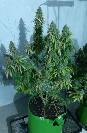 20241017_113741.jpg 20241017_113741.jpg