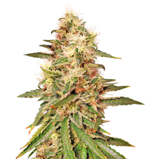 1729508920619.png 1729508920619.png