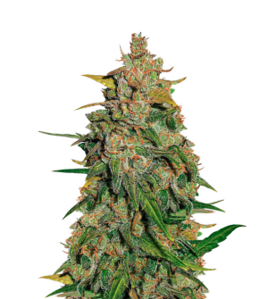 1729508952283.png 1729508952283.png