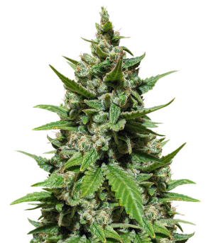 1729793555113.png 1729793555113.png