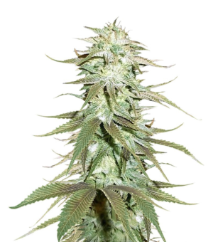 1730134796021.png 1730134796021.png