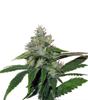 1730298745756.png 1730298745756.png