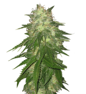 1730298750362.png 1730298750362.png