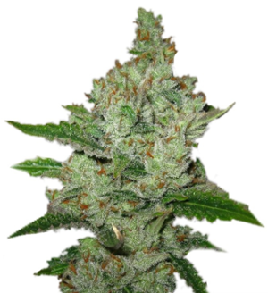 1730298755808.png 1730298755808.png