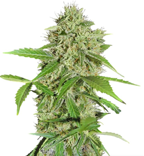 1730308642180.png 1730308642180.png